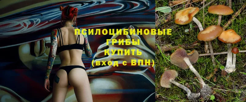 цены   Городовиковск  Псилоцибиновые грибы Cubensis 